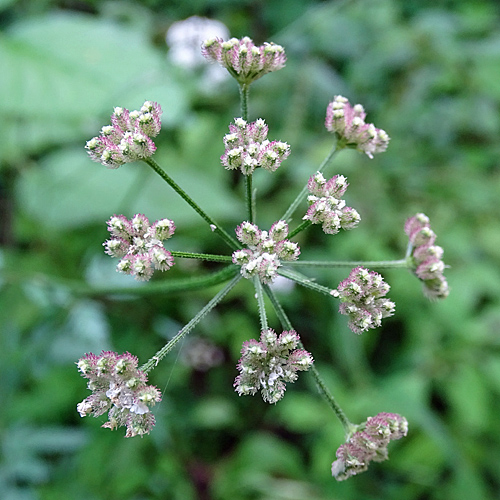 Wald-Borstendolde / Torilis japonica